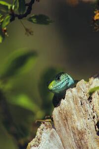 Művészeti fotózás European green lizard (Lacerta viridis), Marko Petkovic Visual, (26.7 x 40 cm)