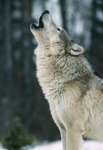 Művészeti fotózás The Gray wolf, Canis lupus,, Gerald Corsi, (26.7 x 40 cm)