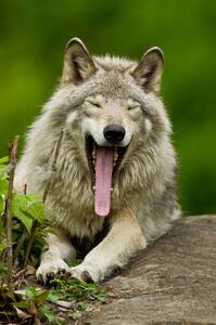 Fotográfia Portrait of gray wolf yawning, Parc, Maxime Riendeau, (26.7 x 40 cm)