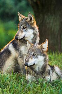 Fotográfia Two Gray Wolves (Canis lupus) Indiana, USA, Alex Hibbert, (26.7 x 40 cm)