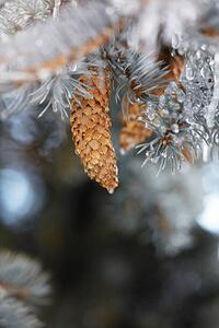 Művészeti fotózás Frozen pinecones in winter, sangfoto, (26.7 x 40 cm)