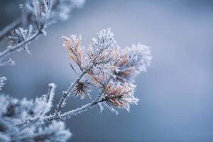 Művészeti fotózás Autumn - frosty pine needles, Baac3nes, (40 x 26.7 cm)