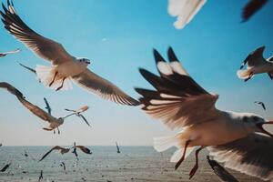 Művészeti fotózás Close-Up of Seagulls above Sea against, sakchai vongsasiripat, (40 x 26.7 cm)