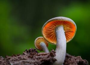 Művészeti fotózás Close-up of mushroom growing on field,Silkeborg,Denmark, Karim Qubadi / 500px, (40 x 30 cm)