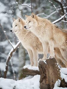 Fotográfia Arctic Wolves Pack in Wildlife, Winter Forest, 4FR, (30 x 40 cm)
