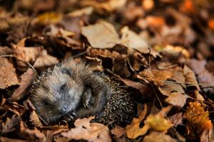 Művészeti fotózás European hedgehog is sleeping in, DieterMeyrl, (40 x 26.7 cm)