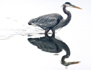 Fotográfia Mirror reflection in the pond, Jeff R Clow, (40 x 30 cm)