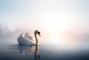 Művészeti fotózás Art Swan on the water at sunrise, Konstanttin, (40 x 26.7 cm)