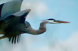 Fotográfia Blue Heron Flight, niknikon, (40 x 26.7 cm)