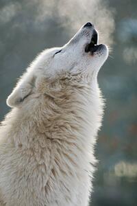 Művészeti fotózás Arctic wolf howling, Raimund Linke, (26.7 x 40 cm)