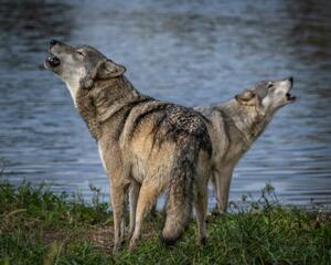 Művészeti fotózás Beautiful Wolf Growling and Howling, Laura Hedien, (40 x 30 cm)