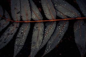 Fotográfia Leaf of Staghorn sumac, close-up, Westend61, (40 x 26.7 cm)