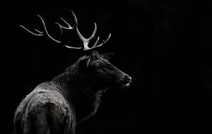 Művészeti fotózás The deer soul, Massimo Mei, (40 x 24.6 cm)