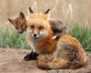 Fotográfia Red fox, Pat Gaines, (40 x 30 cm)