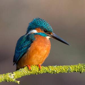 Fotográfia Kingfisher close up, Photograph by Lyle McCalmont, (40 x 40 cm)