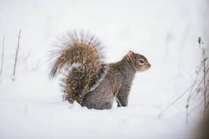 Fotográfia Fluffy friend,Close-up of gray squirrel on, SAMANTHA MEGLIOLI / 500px, (40 x 26.7 cm)