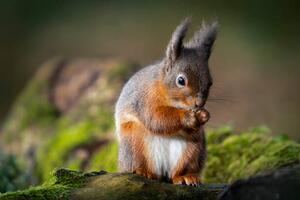 Fotográfia Red squirrel feeding, Ian Groves, (40 x 26.7 cm)