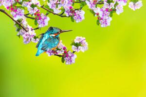 Fotográfia A bird in a wonderful nature, serkanmutan, (40 x 26.7 cm)
