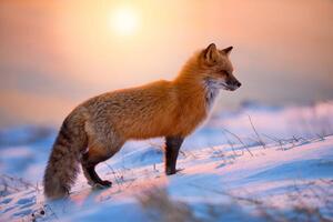 Fotográfia Red Fox In The Morning Sun, Darren Langdon