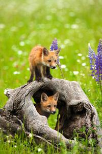 Fotográfia Cute red fox pups play in field of flowers, jimkruger, (26.7 x 40 cm)