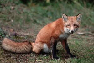 Művészeti fotózás Red Fox Sitting, Layne Kennedy, (40 x 26.7 cm)