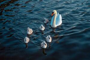 Fotográfia Urban Mute Swan newly hatched family, CHUNYIP WONG, (40 x 26.7 cm)