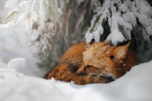 Művészeti fotózás Close-up of squirrel on snow covered, Grzegorz Bukalski / 500px, (40 x 26.7 cm)