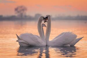 Művészeti fotózás Swans floating on lake during sunset, SimonSkafar, (40 x 26.7 cm)
