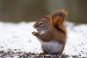 Fotográfia Red Squirrel on snow, Adria  Photography, (40 x 26.7 cm)