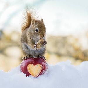 Fotográfia squirrel love, Nancy Rose, (40 x 40 cm)