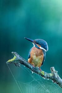 Fotográfia Close-up kingfisher, Federico Ranalli, (26.7 x 40 cm)