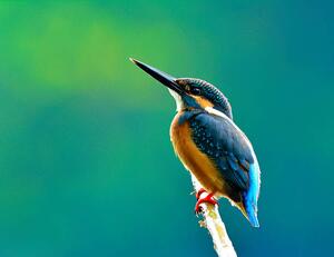 Fotográfia Common kingfisher a beautiful blue, PrinPrince, (40 x 30 cm)