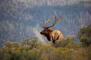 Fotográfia Huge Bull Elk in a Scenic Backdrop, BirdofPrey, (40 x 26.7 cm)