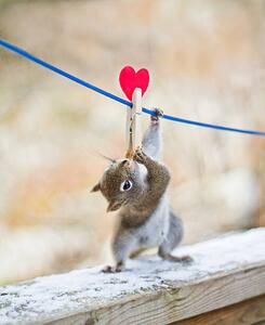 Fotográfia Squirrel twisting to lick peanut, Nancy Rose, (35 x 40 cm)