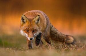 Fotográfia Portrait of red fox standing on grassy field, Wojciech Sobiesiak / 500px, (40 x 26.7 cm)
