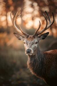 Fotográfia Red Deer Stag Portrait, serts, (26.7 x 40 cm)