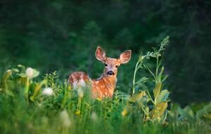 Művészeti fotózás Bambi Deer Fawn, Adria  Photography, (40 x 24.6 cm)