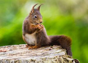 Fotográfia Red Squirrel (Sciurus vulgaris), mille19, (40 x 30 cm)