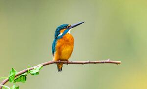 Fotográfia kingfisher, Yaorusheng, (40 x 24.6 cm)