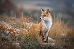 Fotográfia Fox of Baikal,Russia,Full length of red, Roman Bevzenko / 500px, (40 x 26.7 cm)