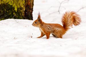 Művészeti fotózás beautiful squirrel on the snow eating a nut, Minakryn Ruslan, (40 x 26.7 cm)