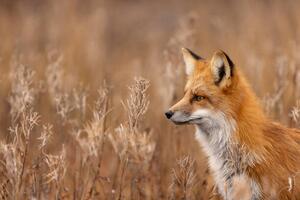 Fotográfia Close-up of red fox on field,Churchill,Manitoba,Canada, Rick Little / 500px, (40 x 26.7 cm)