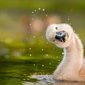 Fotográfia Peekaboo,Close-up of duck swimming in lake, michael m sweeney / 500px, (40 x 40 cm)