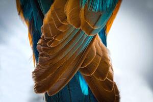 Művészeti fotózás Kingfisher Wing Detail Background Structure Feather, wWeiss Lichtspiele, (40 x 26.7 cm)