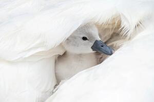 Fotográfia Close-up image of a cute, white,, Jacky Parker Photography, (40 x 26.7 cm)