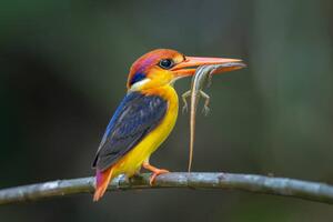Fotográfia Close-up of kingfisher perching on branch,Tambon, BP Chua / 500px, (40 x 26.7 cm)