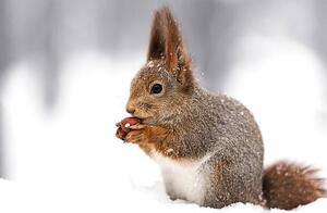 Fotográfia squirrel sitting on snow with a, Mr_Twister, (40 x 26.7 cm)