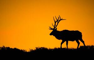 Művészeti fotózás A large bull elk in silhouette, jared lloyd, (40 x 24.6 cm)