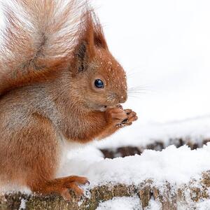 Fotográfia Cute fluffy squirrel eating nuts on, Magryt, (40 x 40 cm)