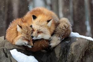 Fotográfia Close-up of red fox on snow, Sebastian Nicolas / 500px, (40 x 26.7 cm)